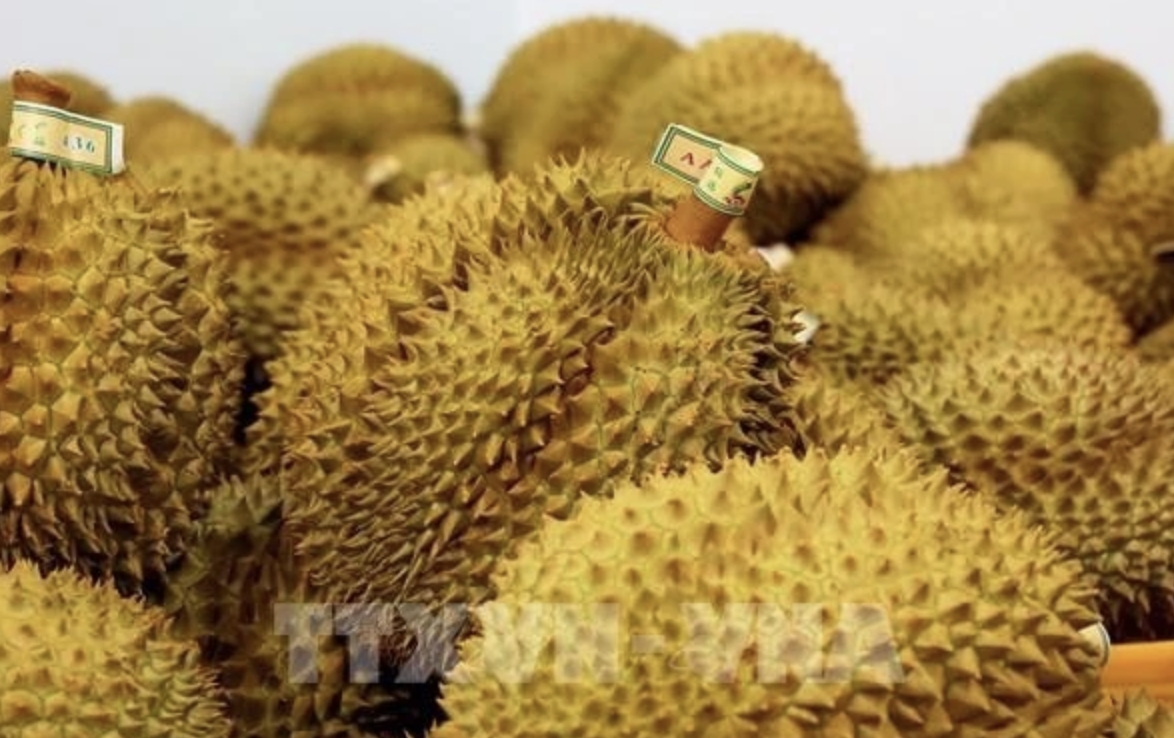 Vietnam emerges as global durian powerhouse